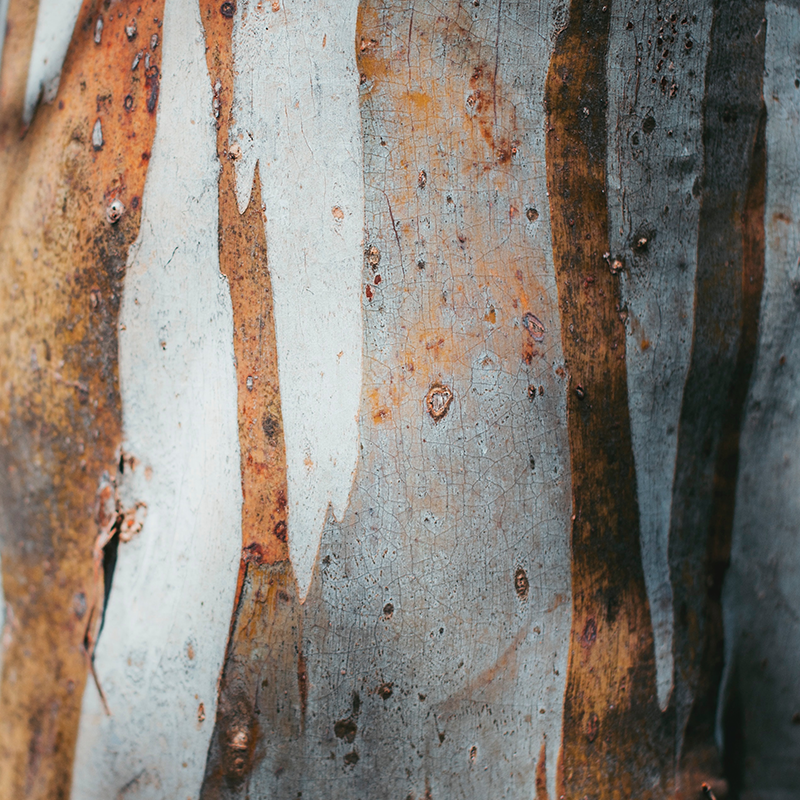 Daintree Rainforest | Queensland