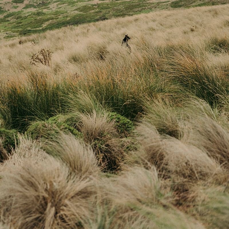 Cradle Mountain | Tasmania