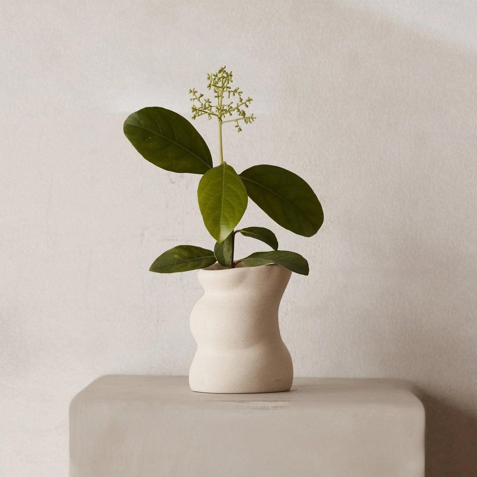 Vetiver & Fig Ceramic Candle - BLACK BLAZE - THE GREAT OUTDOOR COLLECTION - BLACK BLAZE